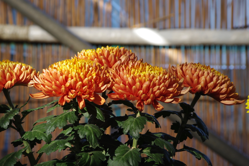 菊　3　日比谷公園　１１月