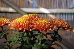 菊　3　日比谷公園　１１月