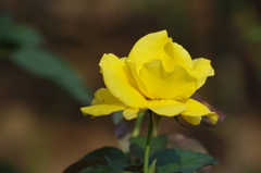 芝浦中央公園　６月下旬　薔薇　5