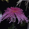 菊　4