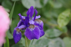 あやめ　５月１０日撮影　芝浦運河