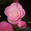 山茶花　東品川海上公園　１１月