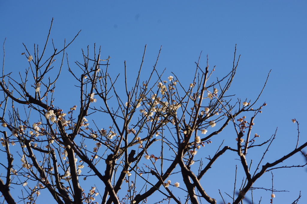 梅　1　旧浜離宮庭園　１月