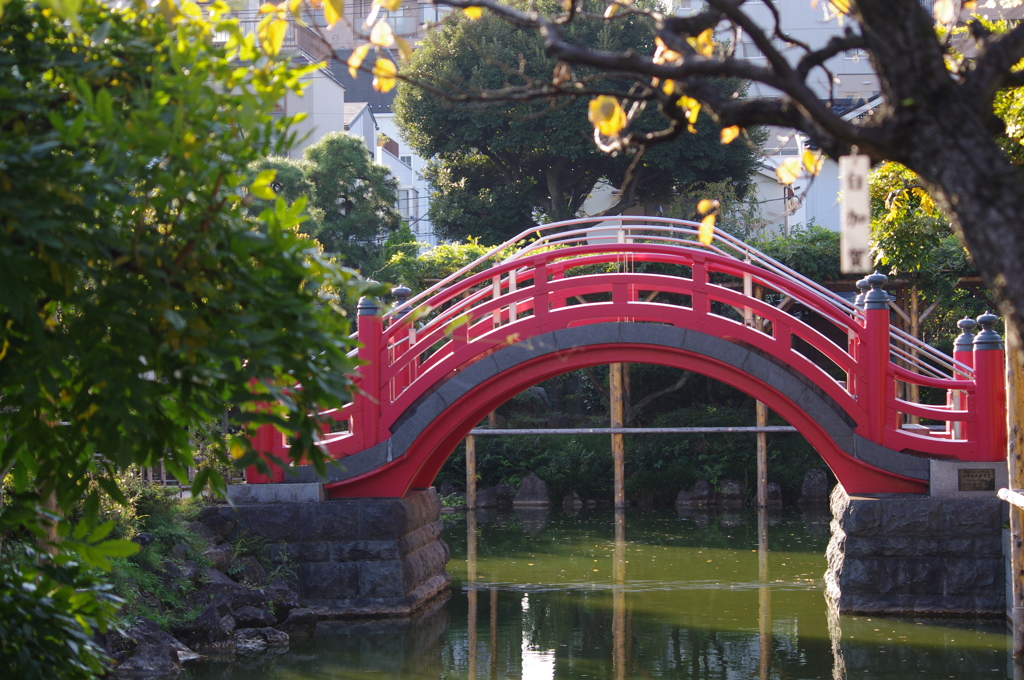 橋　亀戸天神　１１月