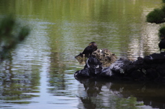カワウ　旧浜離宮庭園　7月中旬