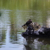 カワウ　旧浜離宮庭園　7月中旬