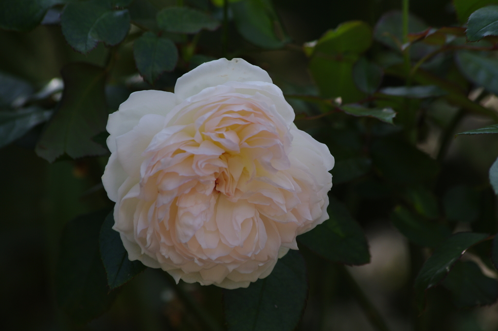 薔薇　2