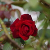 薔薇　4