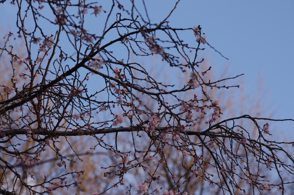冬ですが上野といえば桜　上野公園