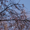 冬ですが上野といえば桜　上野公園