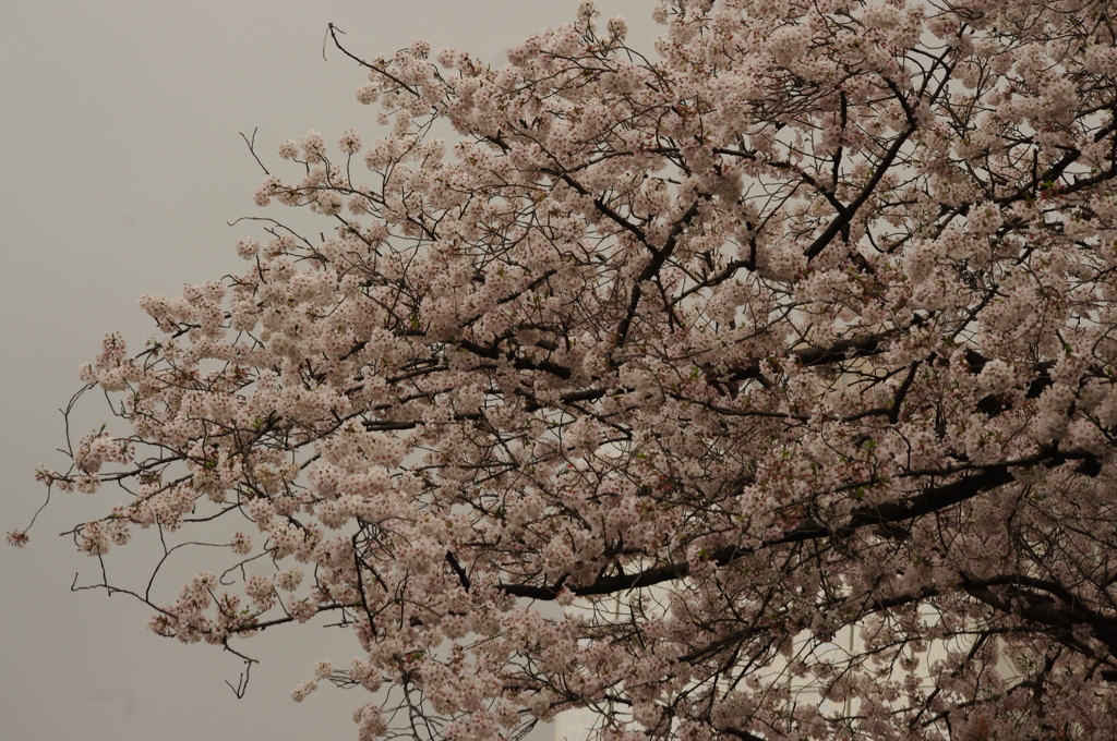桜　2　高輪プリンス周辺