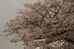 桜　2　高輪プリンス周辺