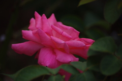 薔薇　3