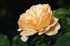 薔薇　10　芝浦中央公園　７月下旬