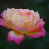 薔薇　9