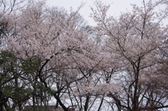 桜　2　六義園