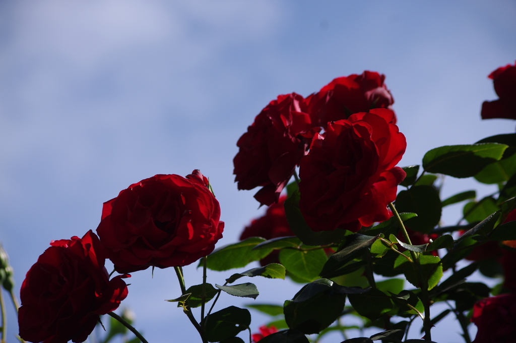 薔薇　3