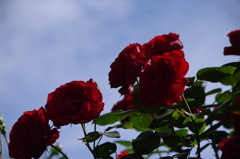 薔薇　3