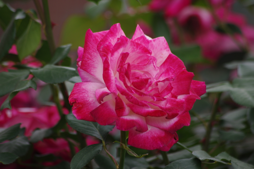 薔薇　2