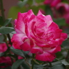 薔薇　2