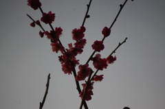 紅梅　有栖川公園