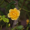 薔薇　7