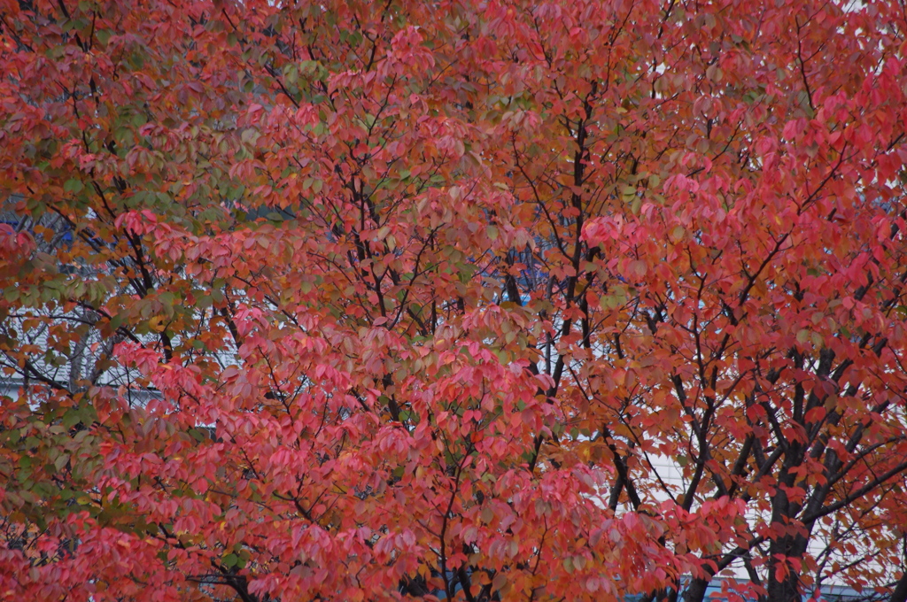 高浜運河　紅葉　1　１１月