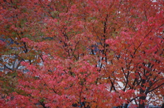 高浜運河　紅葉　1　１１月