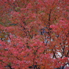 高浜運河　紅葉　1　１１月