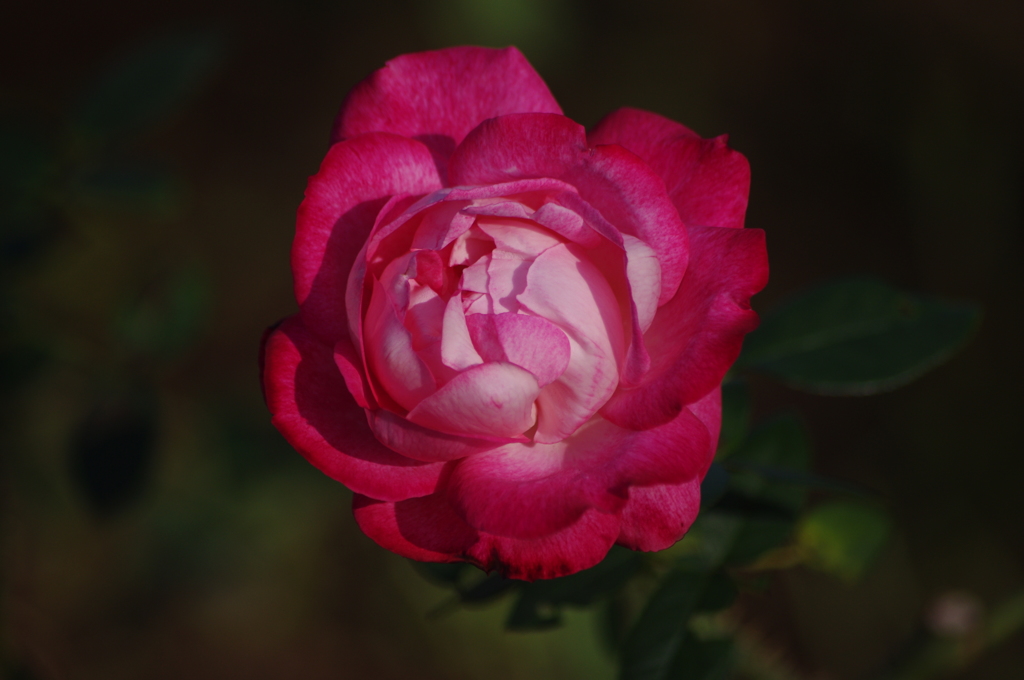 薔薇　1