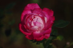薔薇　1