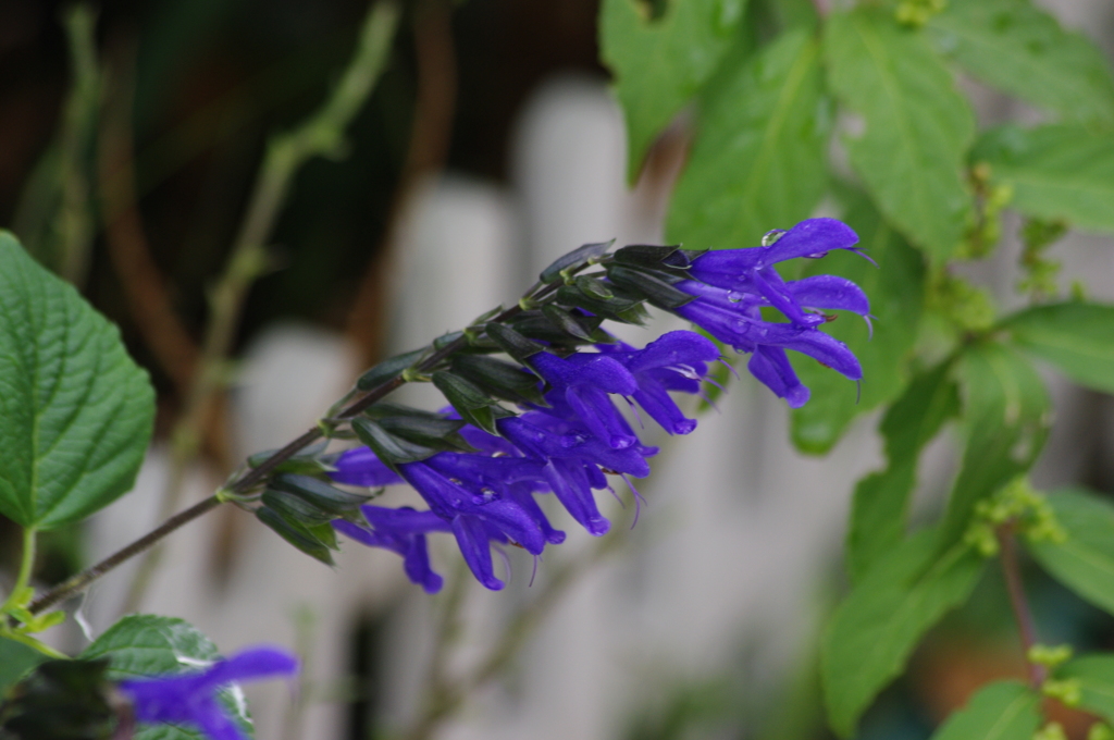 芝浦運河　花壇　3　９月