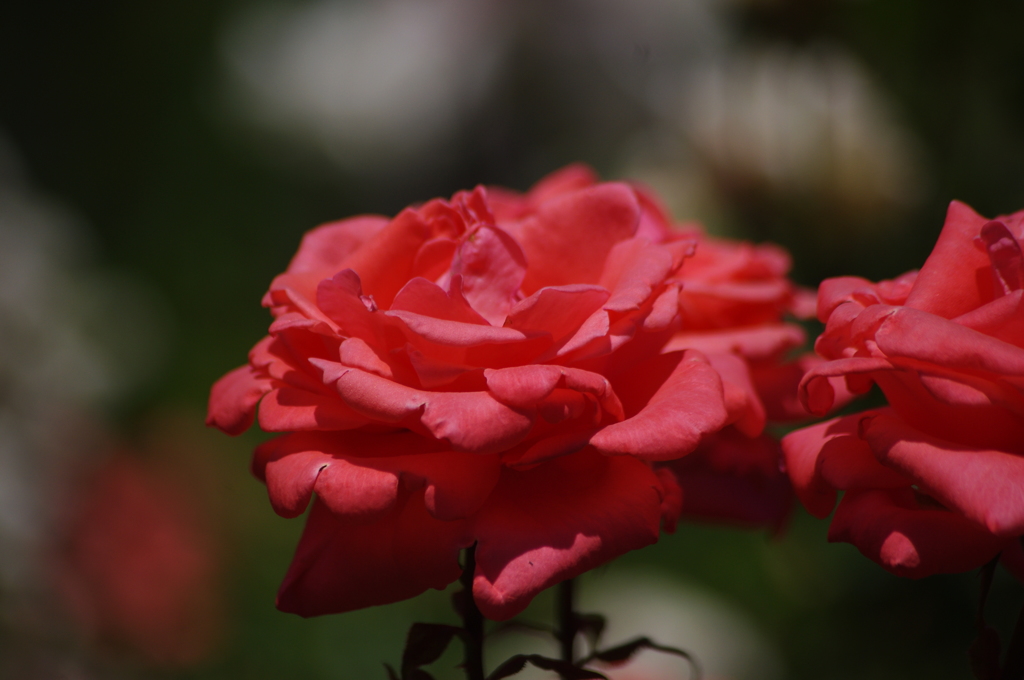 薔薇　10