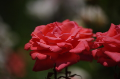 薔薇　10