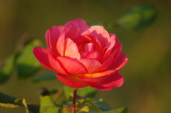 薔薇　2