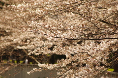 目黒川の桜　2