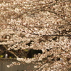 目黒川の桜　2
