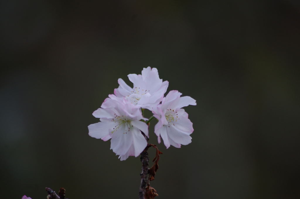 十月桜　旧芝離宮庭園　12月上旬