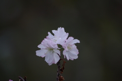 十月桜　旧芝離宮庭園　12月上旬