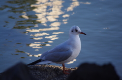 ゆりかもめ　清澄庭園　1　１２月上旬