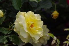 薔薇　山下公園　１２