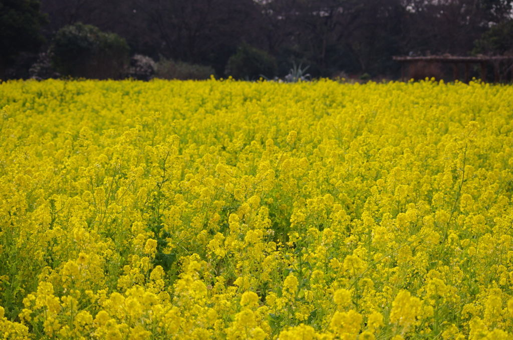 旧芝離宮庭園　菜の花　１