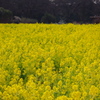 旧芝離宮庭園　菜の花　１
