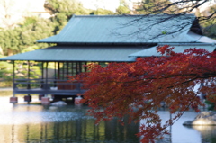 まだまだ紅葉　2　清澄庭園　１２月上旬