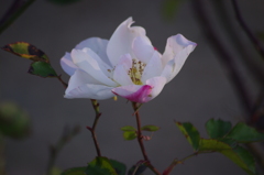 薔薇　2