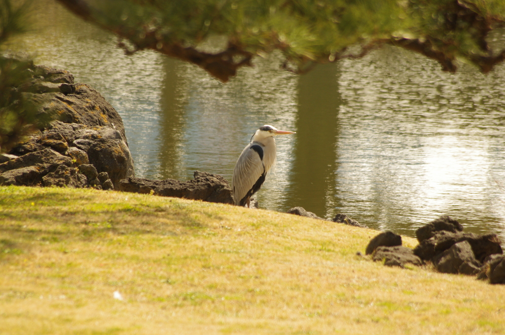 アオサギ　旧浜離宮庭園