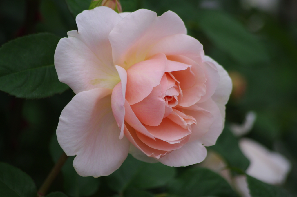薔薇　15　港が見える丘公園　5月