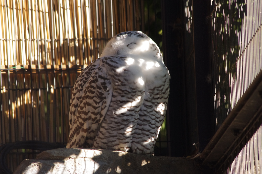 福を呼ぶ鳥フクロウ　上野動物園