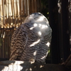 福を呼ぶ鳥フクロウ　上野動物園