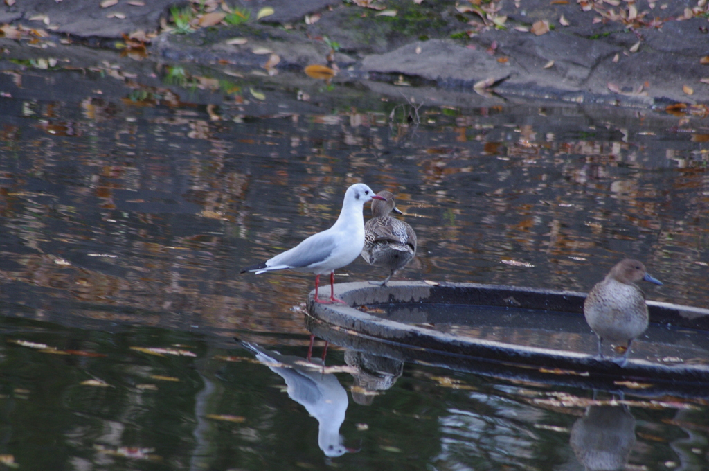 水鳥たち